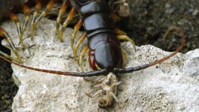 Extreme close shot of a Peruvian Giant Centipede eating a bug.