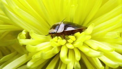 Centurion Roach on a yellow flower.