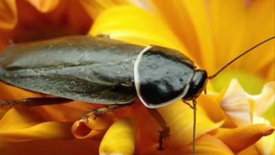 Close up shot of a simandoa cave roach on a yellow flower.