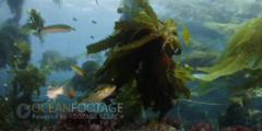Kelp Forest Scenic With Fish Under Kelp In Current