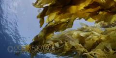 Kelp Forest Scenic With Sunlight-Overhead