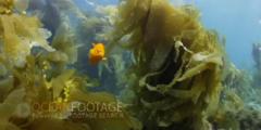 Kelp Forest Scenic &amp; Garibadi Swimming Through Kelp