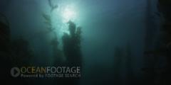 Kelp Forest Scenic-Dark-Deep Shot Of Kelp With Sun Overhead