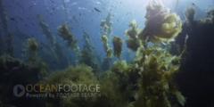 Kelp Forest Scenic-Kelp Sways In Current-Sunlight Glinting