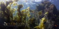 Kelp Forest Scenic-Kelp Swaying In Current-Garabaldi Swims To Lens