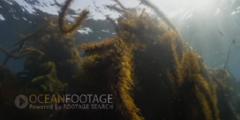 Ribbon Kelp Swaying In Current On Rock Pinnacle - Sun Glinting At Surface