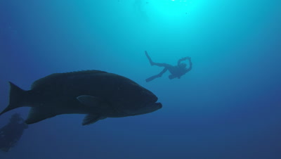 Big Gulf grouper (Mycteroperca jordani), resting in the reefs of the Sea of Cortez, Pacific ocean. Cabo Pulmo National Park, Baja California Sur, Mexico. Cousteau named it The world's aquarium.