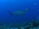 Caribbean Reef Sharks