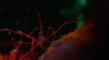 Fluorescence Tube Anemone  