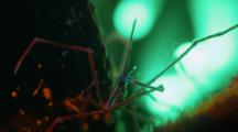 Fluorescence Arrowhead Crab 