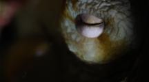 Fluorescence Octopus Eye