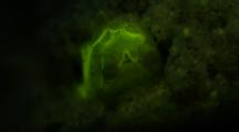Fluorescence Sharptail Eel