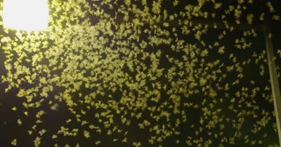 Mayflies swarming toward the light
