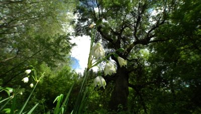 Spring Snowflake Flowers, Leucojum Vernum, Group In A Spring Floodplain Forest
