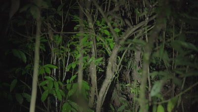 Wild jaguar in the Peruvian rainforest, Tambopata National Reserve
