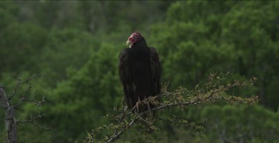 Turkey Vulture perching