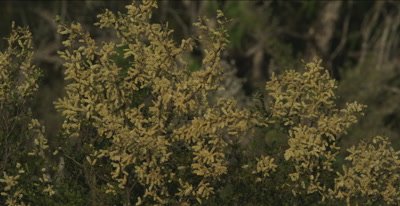 Acacia flowering
