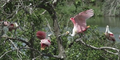 roseate spoonbills fighting
