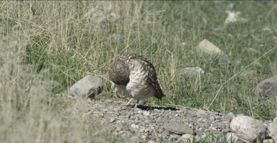 burrowing owl standing on small rocks