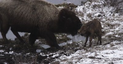 Mother bison licks baby bison after calf fell into icy cold pond