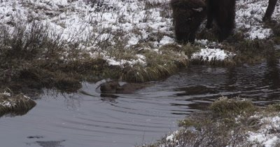 newborn bison can't get out of freezing cold pond