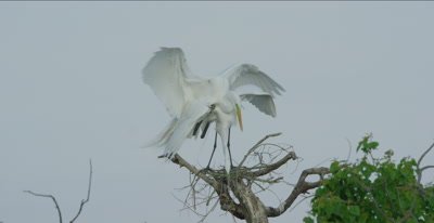 great egrets mating