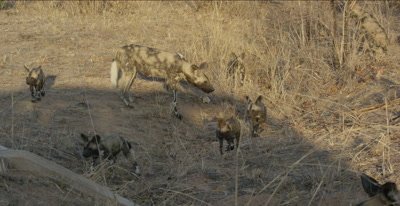 African wild dogs and pups