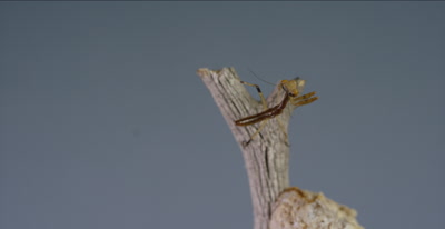 praying mantis babies less than a day old with egg case
