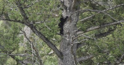 black bear cubs climbing tree
