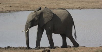 elephants teenager walking away from waterhole