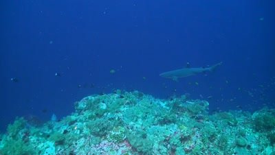 Whitetip reef shark 