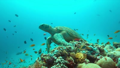Green Sea turtle on a colorful coral reef with plenty fish