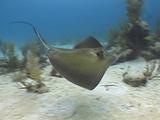 Southern Stingray Passing By