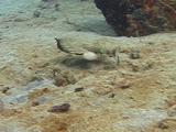 Roughback Batfish Swimming Over Sand