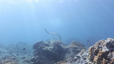 Sea Krait ascends to the ocean surface