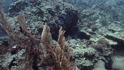 Sea Krait hunting beneath a rock