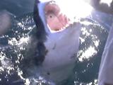 Great White Shark Comes Up To Boat, Opens Mouth With Hand On Nose