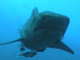 Tiger Shark Swimming Right Up Close To Camera, Then Swimming Away