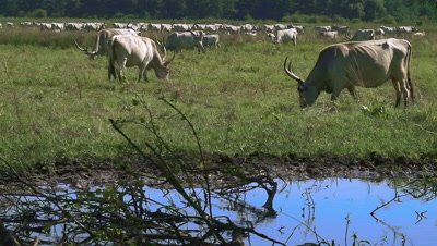 Hungarian gray cattle grazing in the national park Fertö-Hanság