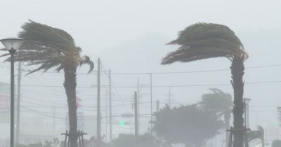 Hurricane Eyewall Wind Rain Lash Palm Trees