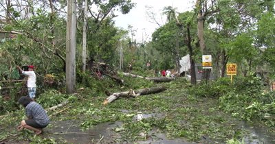 Hurricane Aftermath Trees Block Road