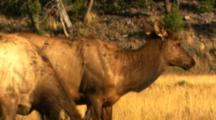 Two Elk Graze In Golden Grass - Medium