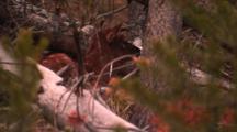 Elk Calf Hides In Fallen Trees