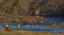 Herd Of Elk Crosses River - Wide