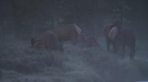 Cow Elk And Calves Near Stream In Pre-Dawn Mist