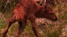 Newborn Elk Calf Stands For The First Time On Wobbly Legs - Tight