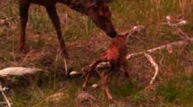 Elk Calf Walks For The First Time On Wobbly Legs, Cow Elk Comes Over - Medium