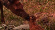 Newborn Elk Calf Stands For The First Time, Shakes While Mother Cleans Him - Tight