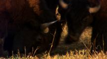 Two Young Bison Bulls Playfully Butt Heads - Medium