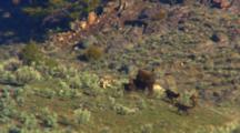 Pack Of Wolves Attacks Bison Cow And Calf
